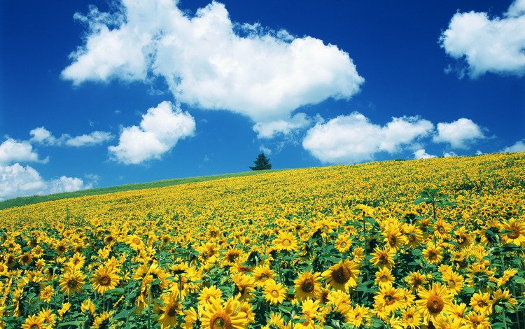 цветы, поле, подсолнухи, почти ван гог, flowers, field, sunflowers, almost van gogh