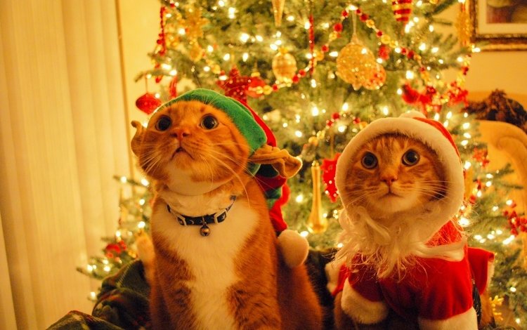 новый год, елка, дед мороз, шапка, кошки, эльф, котэ, new year, tree, santa claus, hat, cats, elf, kote