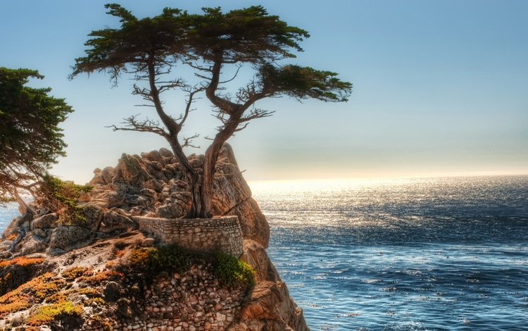 скалы, дерево, океан, rocks, tree, the ocean