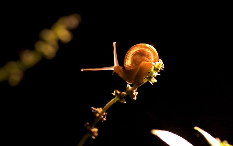 свет, растение, улитка, light, plant, snail