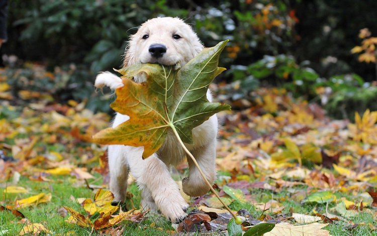 трава, золотистый ретривер, листья, животные, осень, собака, щенок, кошки, собаки, grass, golden retriever, leaves, animals, autumn, dog, puppy, cats, dogs