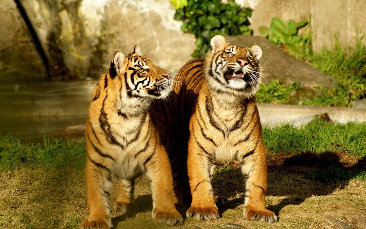 тигр, природа, дуэт, tiger, nature, duo