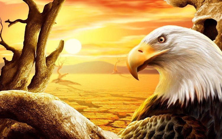 рисунок, солнце, пустыня, орел, птица, клюв, белоголовый орлан, figure, the sun, desert, eagle, bird, beak, bald eagle