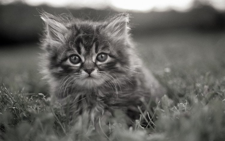 трава, котенок, серый, задумчивые глаза, grass, kitty, grey, brooding eyes