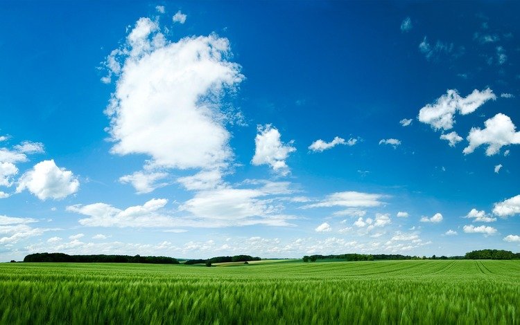 небо, трава, обои, зелёный, поле, green field, the sky, grass, wallpaper, green, field