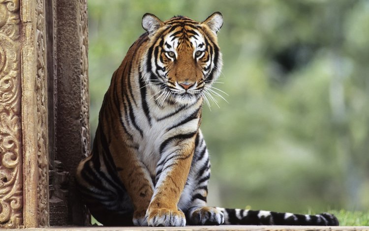 тигр, животные, кошки, tiger, animals, cats