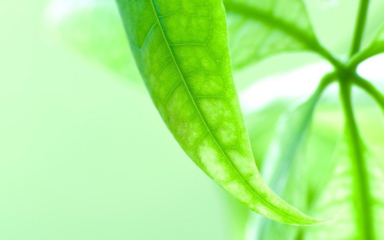 зелень, листок, макросьемка, greens, leaf, microsemi
