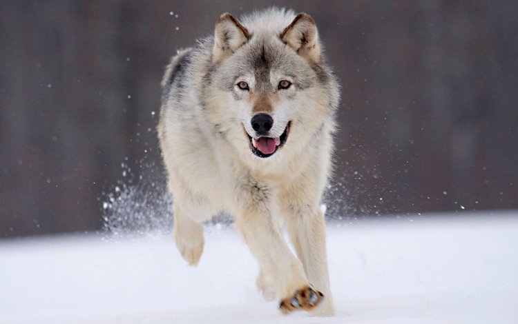 снег, зима, волк, snow, winter, wolf