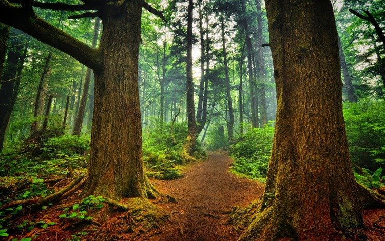 деревья, природа, лес, пейзаж, туман, стволы, тропинка, trees, nature, forest, landscape, fog, trunks, path