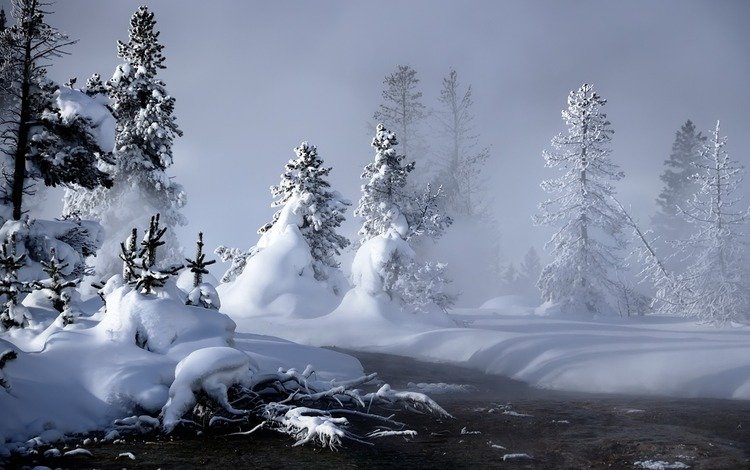 снег, зима, елки, сугробы, snow, winter, tree, the snow