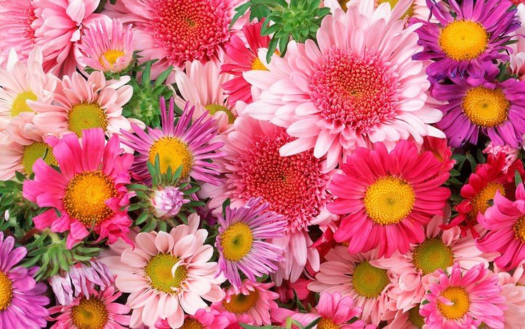 ромашка, букет, розовый, хризантема, daisy, bouquet, pink, chrysanthemum