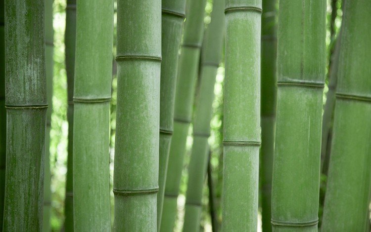 зелёный, бамбук, green, bamboo