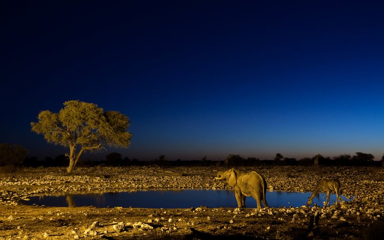 ночь, слон, жираф, водопой, night, elephant, giraffe, drink