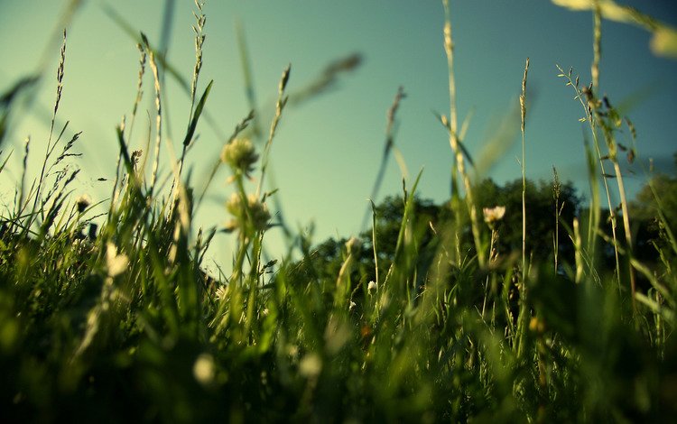 трава, природа, зелень, макро, поле, лето, газон, grass, nature, greens, macro, field, summer, lawn