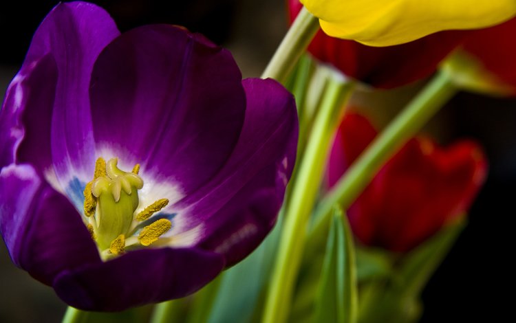 цветы, весна, тюльпан, 8 марта, flowers, spring, tulip, march 8