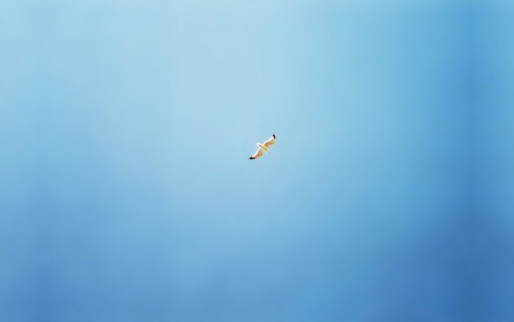синий, чайка, минимализм, птицы, blue, seagull, minimalism, birds