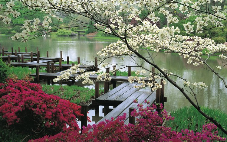 цветы, вода, япония, сад, мостки, flowers, water, japan, garden, bridges