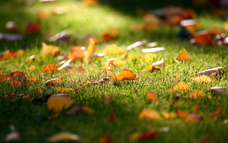 трава, листья, осень, газон, опадают, grass, leaves, autumn, lawn, fall