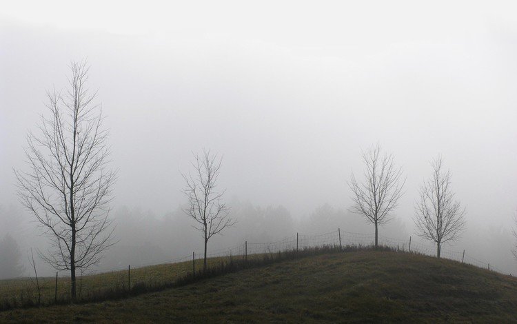 деревья, туман, забор, холм, trees, fog, the fence, hill