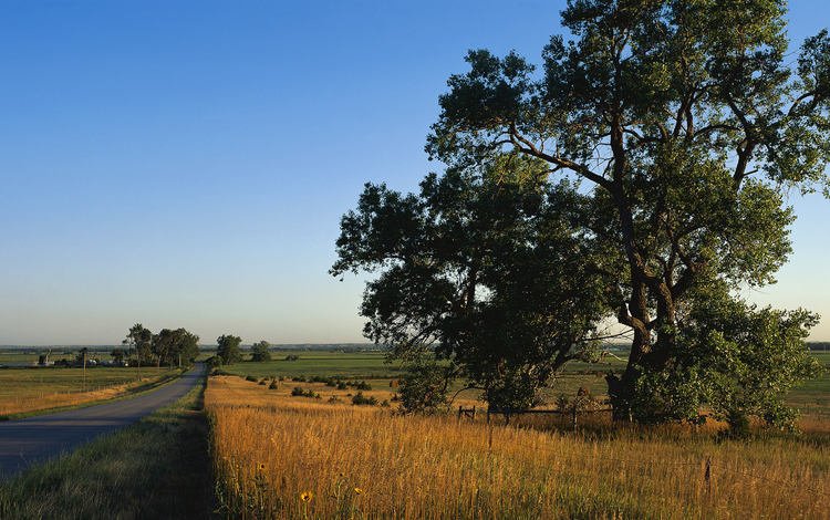 дорога, дерево, поле, сельская местность, road, tree, field, the countryside