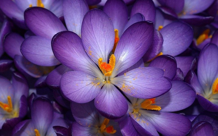 цветы, фиолетовые, крокус, не, знаю как их зовут, flowers, purple, krokus, not, know their names