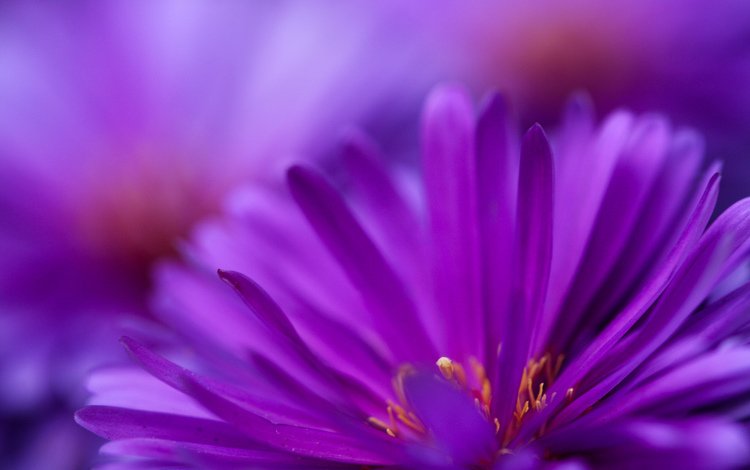цветы, фиолетовый, цветут, flowers, purple, bloom
