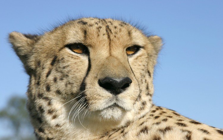 глаза, гепард, голова, eyes, cheetah, head