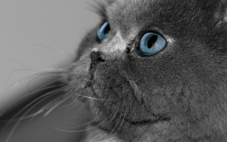глаза, кот, кошка, взгляд, серый, голубые, британская короткошерстная, eyes, cat, look, grey, blue, british shorthair