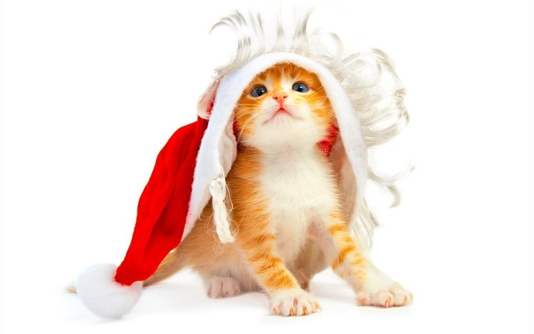 новый год, котенок, белый фон, new year, kitty, white background