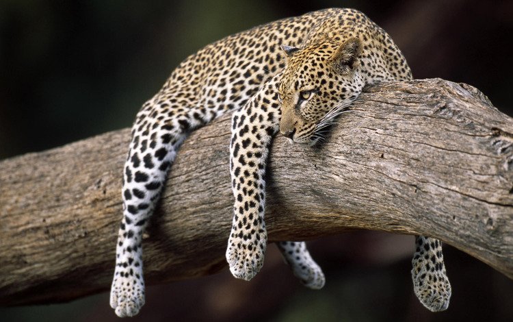 леопард, весит, на дереве, leopard, weighs, on the tree