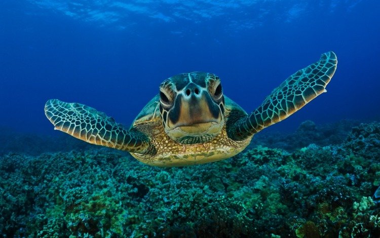 глаза, морда, вода, море, черепаха, морская черепаха, eyes, face, water, sea, turtle, sea turtle