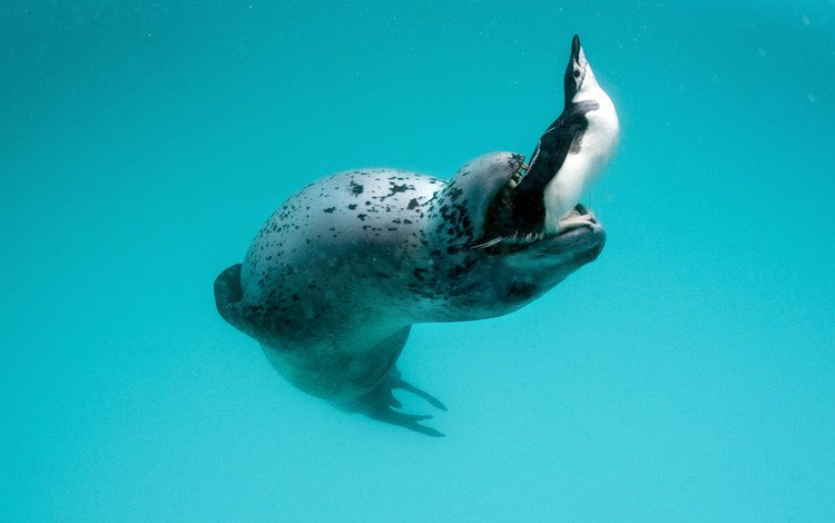 пингвин, морской леопард, leopard seal, hydrurga leptonyx, antarctic peninsula, penguin, sea leopard