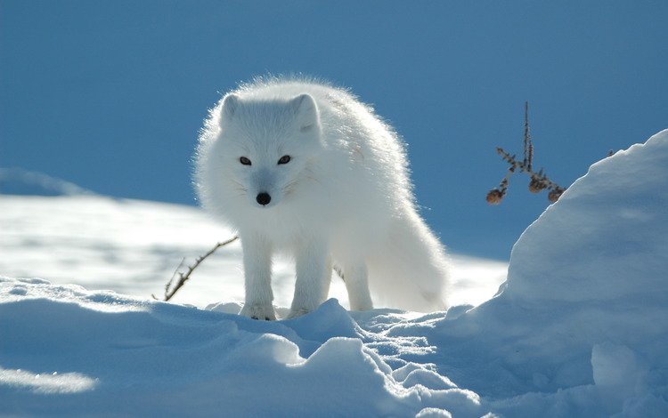природа, обои, тундра, песец, полярная лисица, арктическая лиса, nature, wallpaper, tundra, fox, polar fox, arctic fox