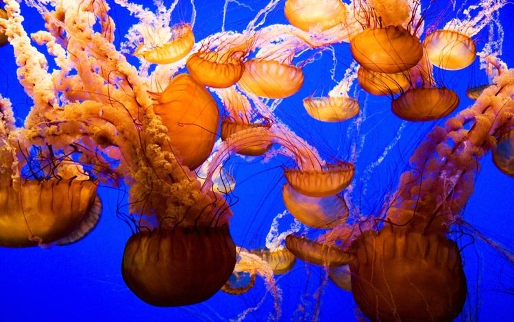 мир, медузы, подводный, the world, jellyfish, underwater
