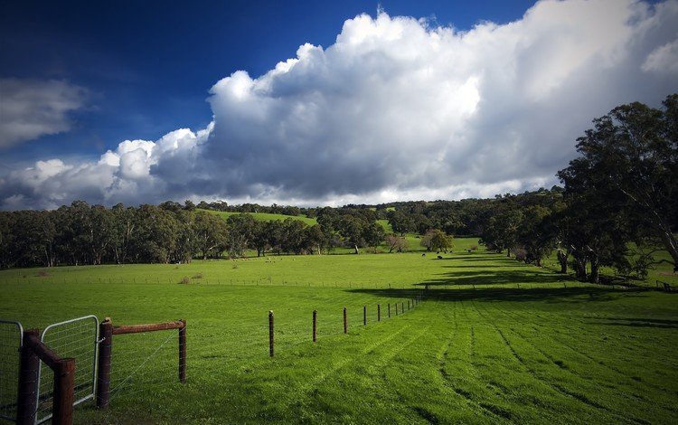 трава, облака, деревья, зелень, поле, забор, следы, пастбище, grass, clouds, trees, greens, field, the fence, traces, pasture