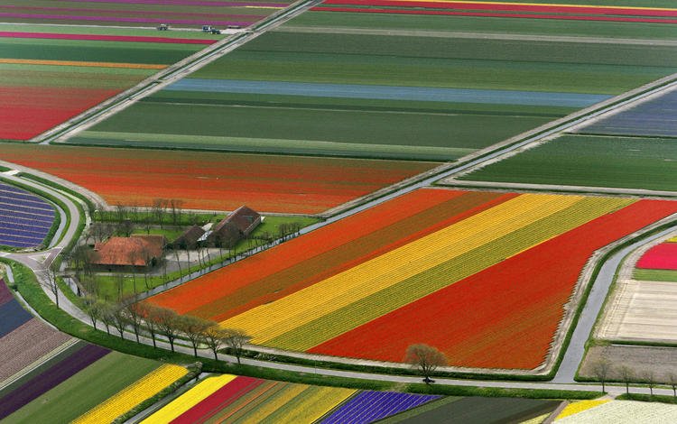 поле, тюльпаны, нидерланды, field, tulips, netherlands