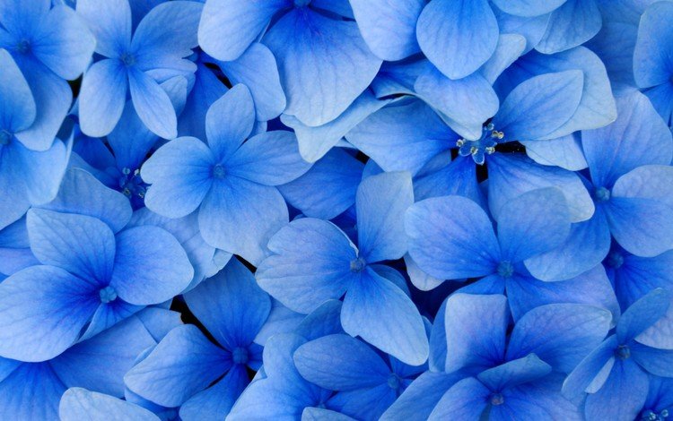 цветы, лепестки, голубая, flowers, petals, blue