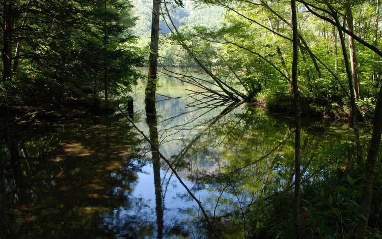 деревья, вода, река, листья, отражение, ветки, trees, water, river, leaves, reflection, branches