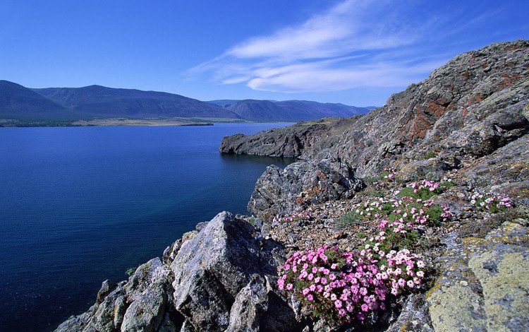 цветы, река, горы, камень, россия, flowers, river, mountains, stone, russia