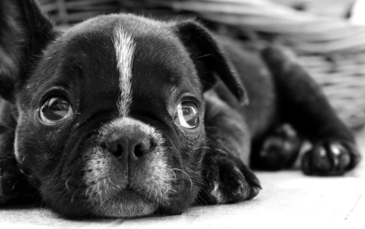 чёрно-белое, собака, лежит, щенок, бульдог, французский бульдог, black and white, dog, lies, puppy, bulldog, french bulldog