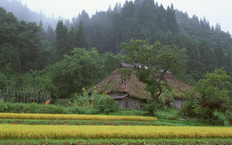 лес, япония, дом, forest, japan, house