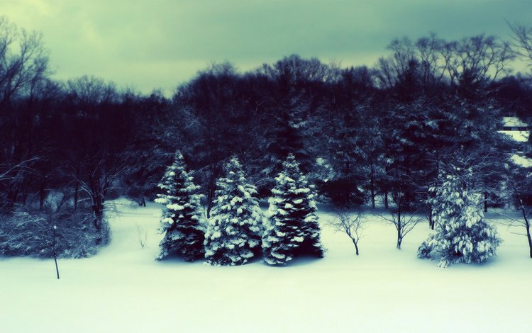 лес, зима, елки, forest, winter, tree