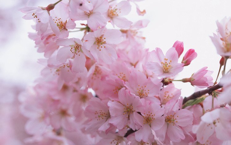 цветы, ветки, лепестки, весна, розовые, flowers, branches, petals, spring, pink