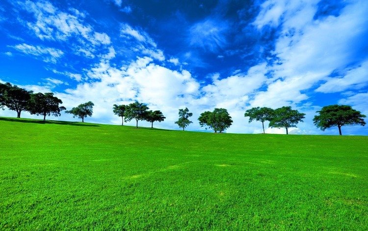 трава, деревья, природа, зелень, обои, пейзаж, поле, вид, grass, trees, nature, greens, wallpaper, landscape, field, view