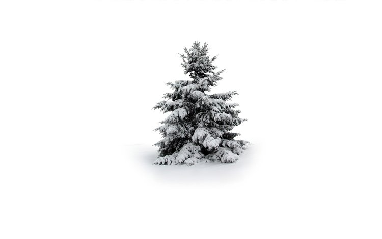 снег, елка, зима, snow, tree, winter