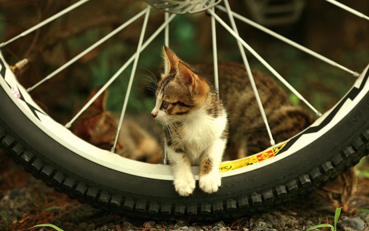 взгляд, котенок, колесо, спицы, look, kitty, wheel, spokes
