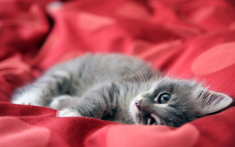 котенок, красный, одеяло, kitty, red, blanket