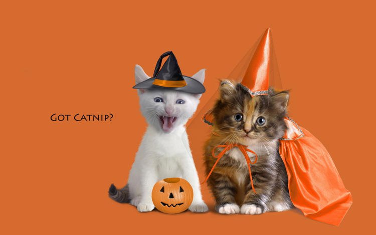 животные, котенок, котята, оранжевый фон, animals, kitty, kittens, orange background