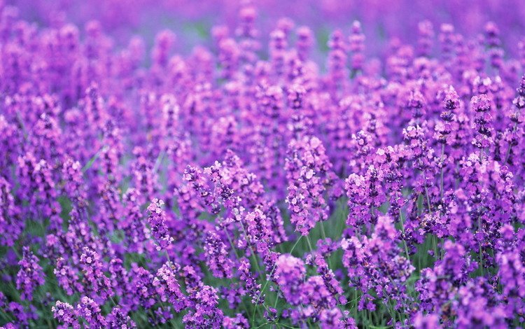 цветы, поле, лаванда, лето, весна, лиловый, flowers, field, lavender, summer, spring, purple