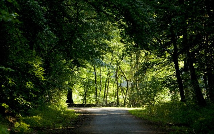 дорога, деревья, зелень, лес, лето, road, trees, greens, forest, summer
